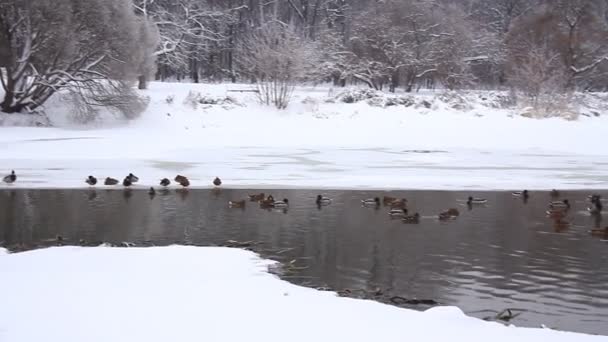 Ducks in winter near the river — Stock Video