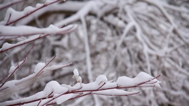 Nieve frente a los árboles de invierno — Vídeos de Stock