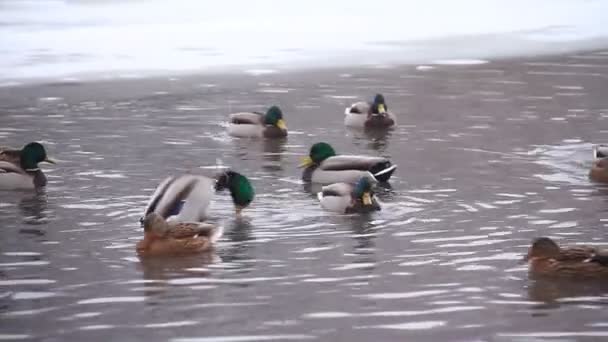Enten im Winter in Flussnähe — Stockvideo