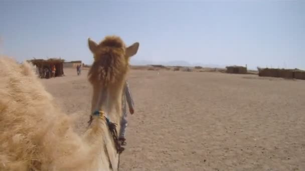 Viaje en camello — Vídeo de stock