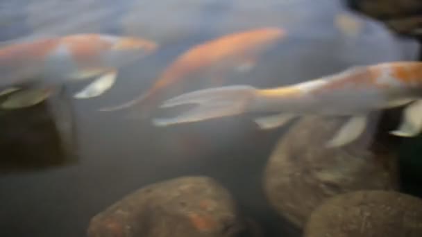 Ikan di akuarium — Stok Video