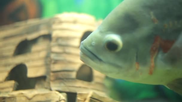 Vissen in een aquarium — Stockvideo