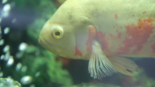 Fische im Aquarium — Stockvideo