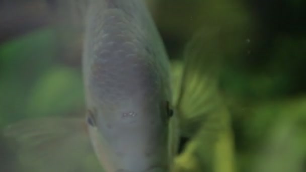 Poissons en aquarium 