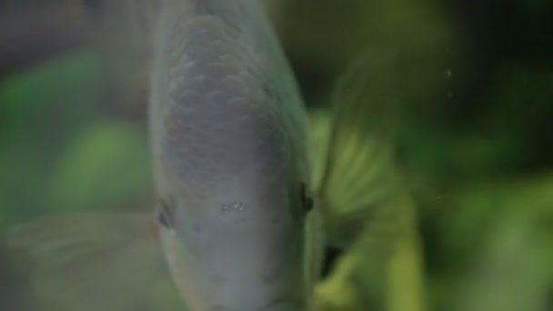 Fiskar i akvariet — Stockvideo