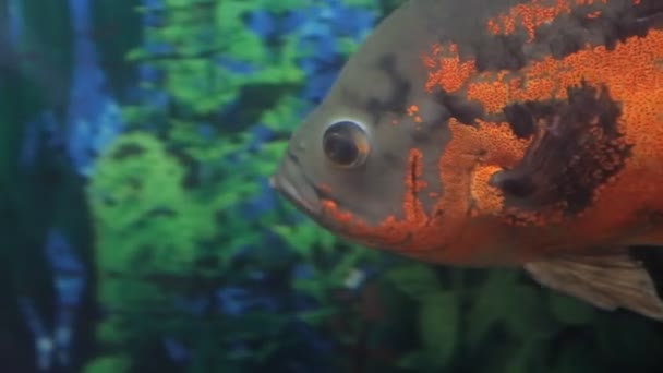 Vissen in een aquarium — Stockvideo