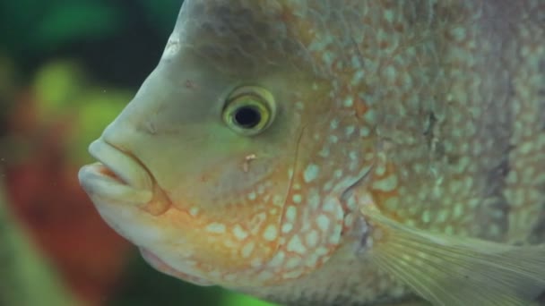Fish in aquarium — Stock Video