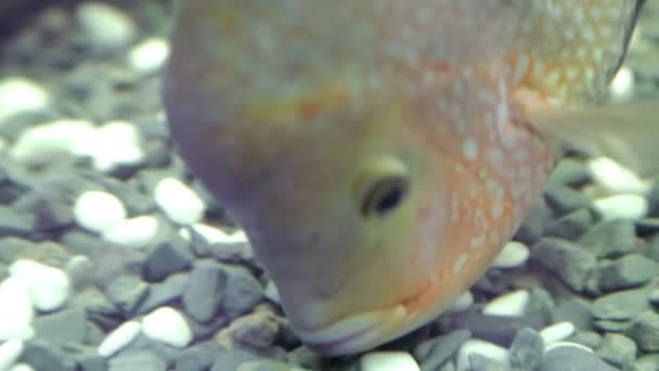 Vissen in een aquarium — Stockvideo