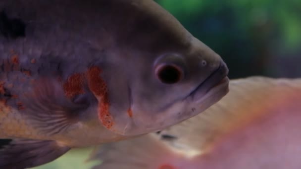 Рыба в аквариуме — стоковое видео