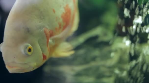 Vissen in een aquarium — Stockvideo
