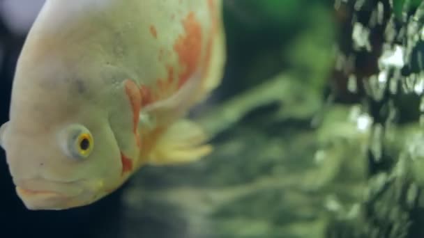 Poissons en aquarium 