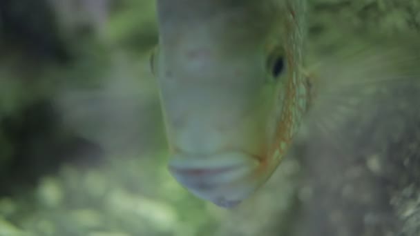 Fish in aquarium — Stock Video