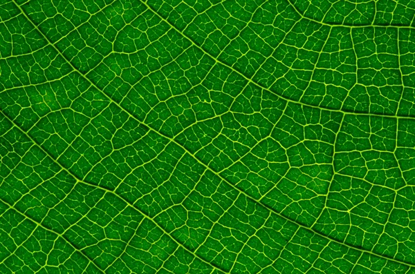 Текстура зеленого листя як фон — стокове фото