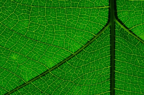 Texture foglia verde come sfondo — Foto Stock