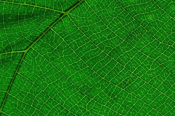 Textura zelených listů jako pozadí — Stock fotografie