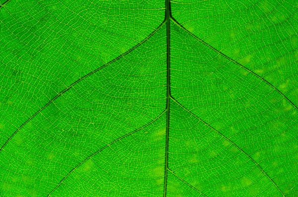 Tekstura zielonego liścia jako tło — Zdjęcie stockowe