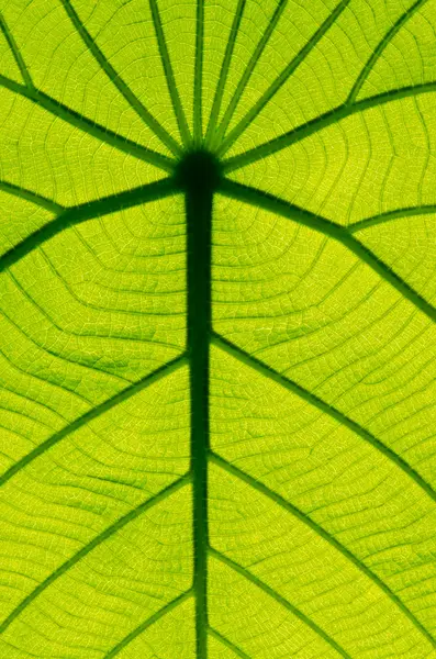 Texture foglia verde come sfondo — Foto Stock