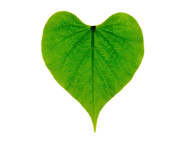 Heart shaped green leaf, symbolizing love for the environment and a sustainable future — Stock Photo, Image