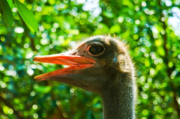 Ostriches. a portrait photo of an ostrich — Stock Photo, Image
