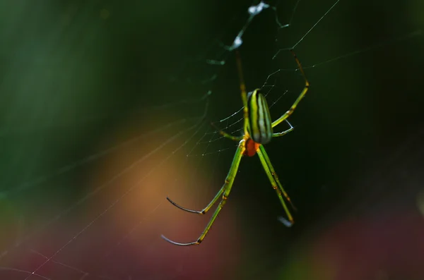 Spider. spider in web — Stock Photo, Image