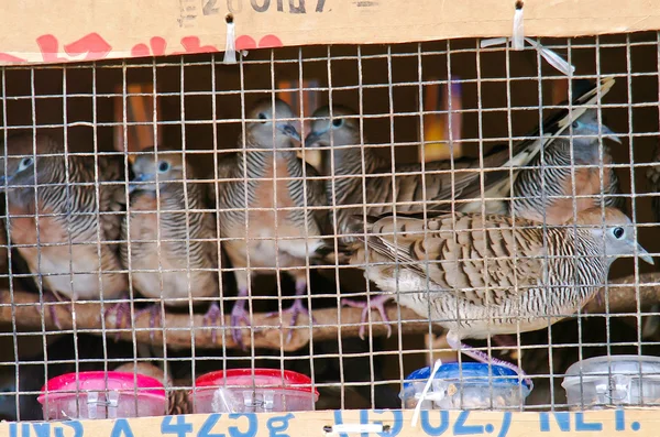 Bird in the cage on background — Stock Photo, Image