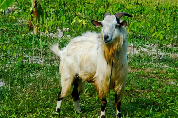 Goat grazed on meadow — 图库照片