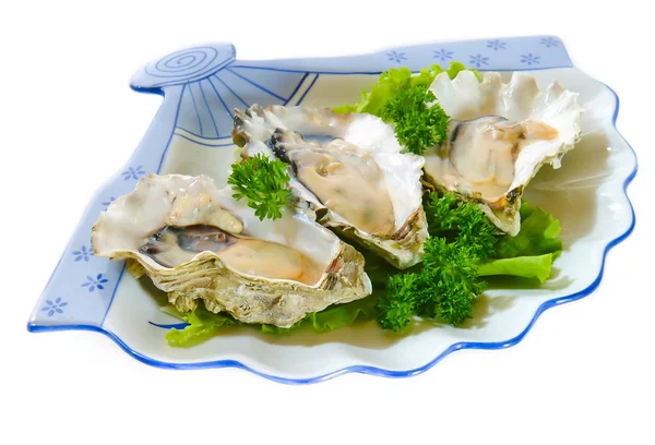 Oysters on a white background — Stock Photo, Image