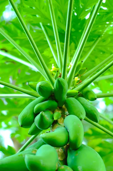 Papaya tree with bunch of fruits — Stock Photo, Image