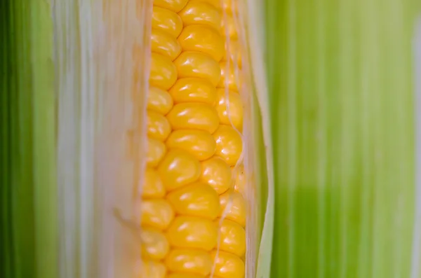 Yellow sweet corn on background — Stock Photo, Image