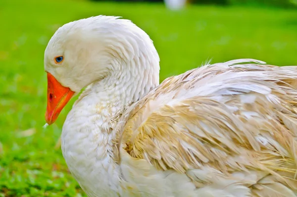 Duck. duck in background — Stock Photo, Image