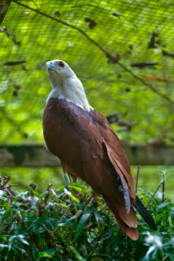 Kartal. arka plan üzerinde kartal