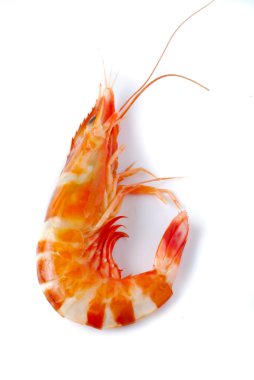 Karides beyazda izole edilmiş.