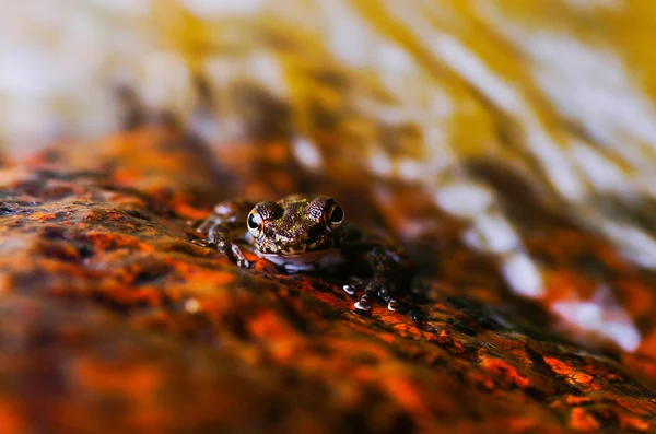 Βάτραχος. βάτραχος με φόντο — Φωτογραφία Αρχείου