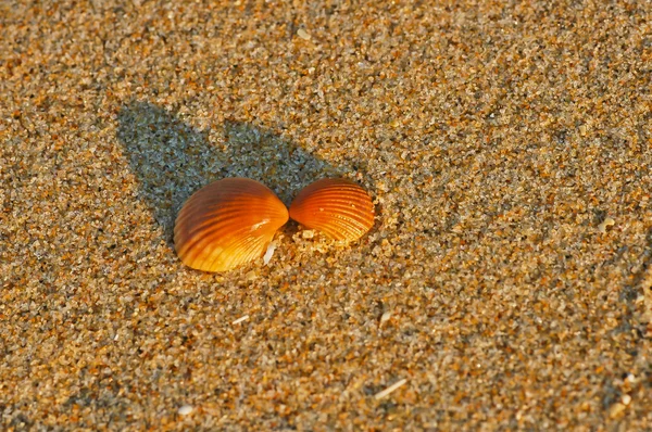 Nyaralás emlékeit strandtól, shell — Stock Fotó