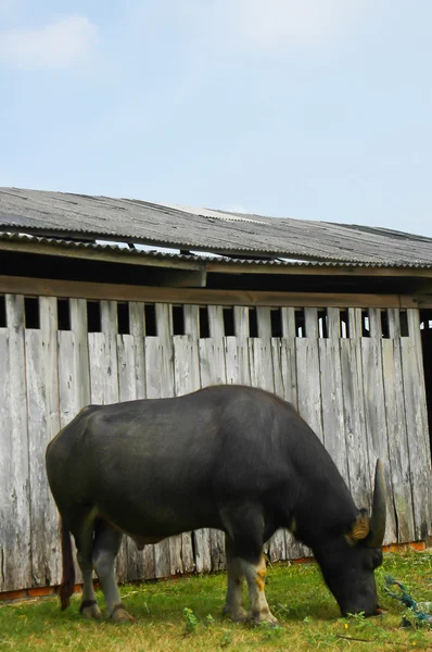 Water buffalo met achtergrond — Stockfoto