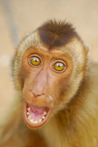 Cara de mono — Foto de Stock