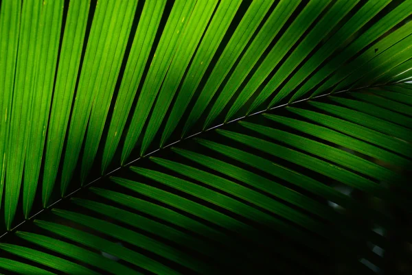 Leaf texture. Green leaf texture — Stock Photo, Image