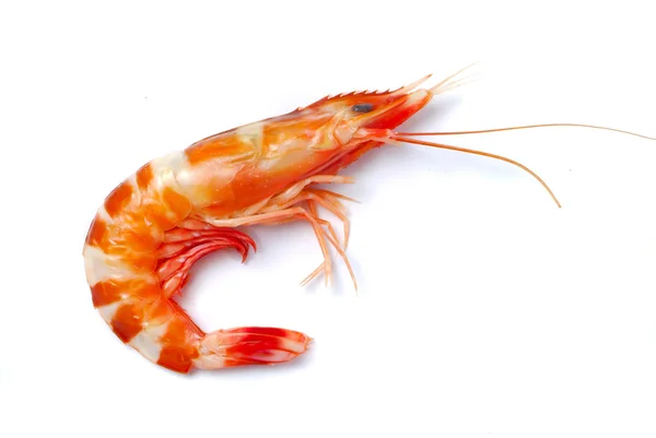 Shrimp isolated on white — Stock Photo, Image