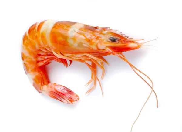 Shrimp isolated on white — Stock Photo, Image