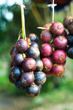 mangosten meyve kraliçesi olduğunu