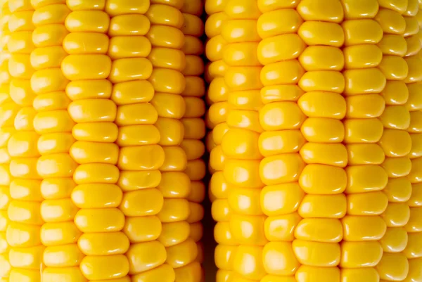 Yellow sweet corn on the background — Stock Photo, Image