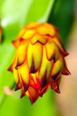 Dragon meyve ağacı üzerinde