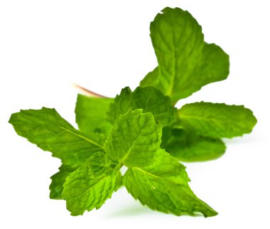 Yeşil nane yaprakları çiçek