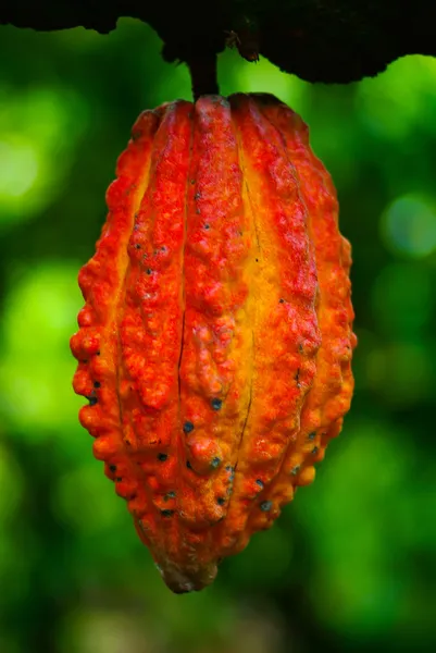 Cacao vrucht in de boom. cacao peulen in boom, — Stockfoto