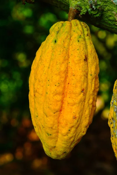 Buah cocoa di pohon. Pod Cocoa di pohon , — Stok Foto