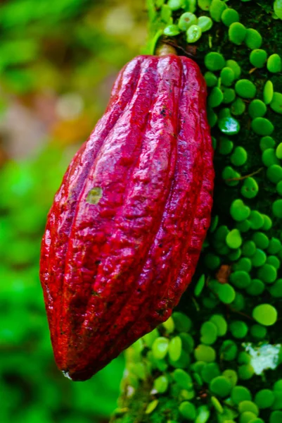 Cocoa fruit in the tree. Cocoa pods in tree, — Stock Photo, Image