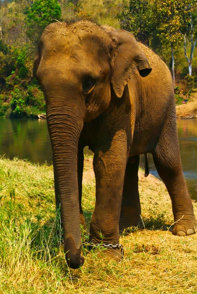 Słoń. Słoń na tle — Stockfoto