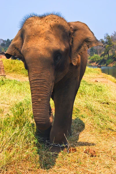 Ελέφαντας. Ελέφαντας σε φόντο — Φωτογραφία Αρχείου