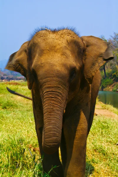 elephant. elephant on background