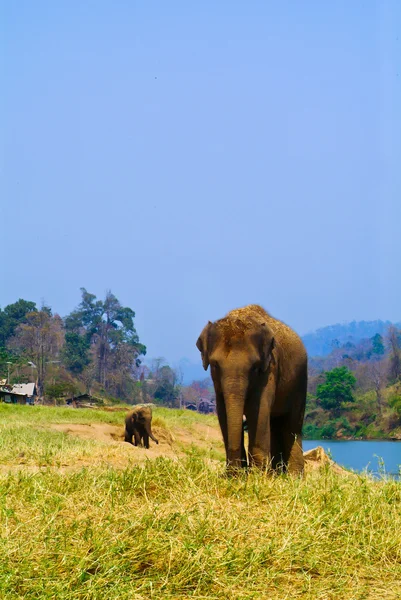 Éléphant. éléphant sur fond — Photo